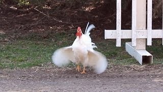 Japanese Bantam Rooster Crow Call