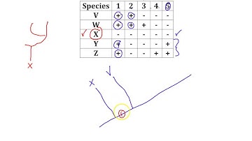 Cladogram Practice Problem