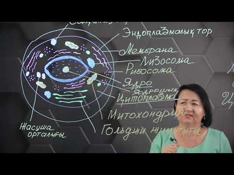 Бейне: IX және IY дегеніміз не?