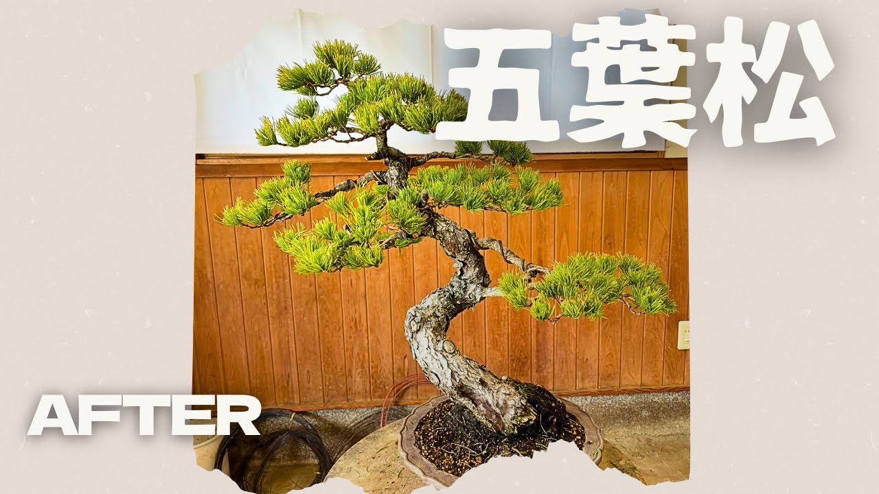 Please take a look at the beautiful tree shape Part 2 - YouTube