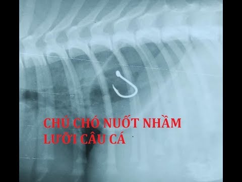 Video: Làm thế nào để cứu một con chó đã nuốt một lưỡi câu, mà không cần phẫu thuật