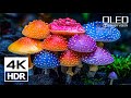 4K Video ULTRA HD | Best 4K HDR 60FPS | Dolby Vision