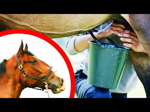 5 Вкусных Фактов о КУМЫСЕ или Кобыльем Молоке!
