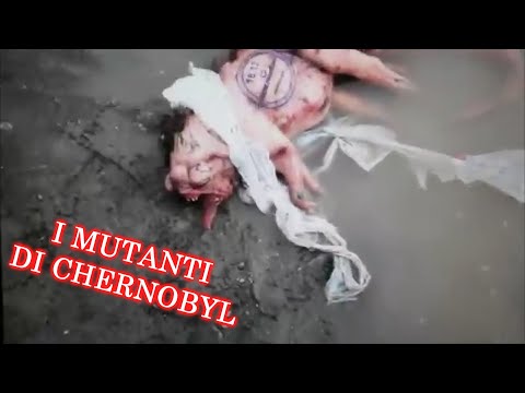 Video: Gli Animali Nelle Vicinanze Di Chernobyl Diventano Ciechi A Causa Delle Radiazioni - Visualizzazione Alternativa