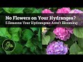 No Flowers on Your Hydrangea? / 5 Reasons Your Hydrangeas Aren't Blooming