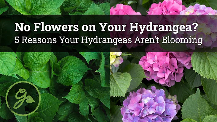 No Flowers on Your Hydrangea? / 5 Reasons Your Hydrangeas Aren't Blooming - DayDayNews