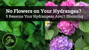 No Flowers on Your Hydrangea? / 5 Reasons Your Hydrangeas Aren