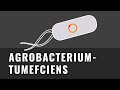 Agrobacterium Tumefaciens Schnell Und Einfach Erklärt Transformation Mit Agrobakterien 