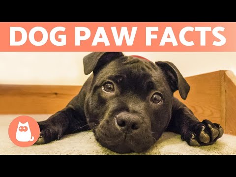 Video: 13 Sjove fakta om din hunds poter!