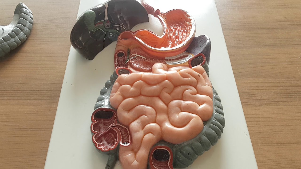 Intestinum Tenue (ince bağırsaklar) Anatomisi