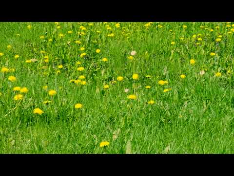 Blooming yellow dandelions on green glade. Green spring field and wild flowers. Zoom out