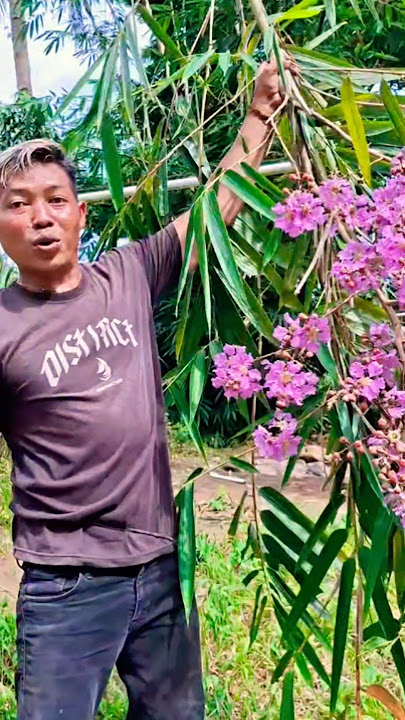 Rare bamboo cherry blossoms😱👇 #shorts