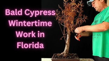 Bald Cypress Bonsai Taxodium distichum. Updating 4 of my bald cypress trees