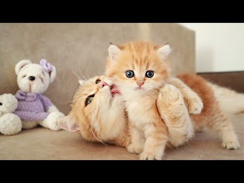 Anne Kedi, Miyavlayan sevimli yavru kedileriyle oynuyor ve konuşuyor