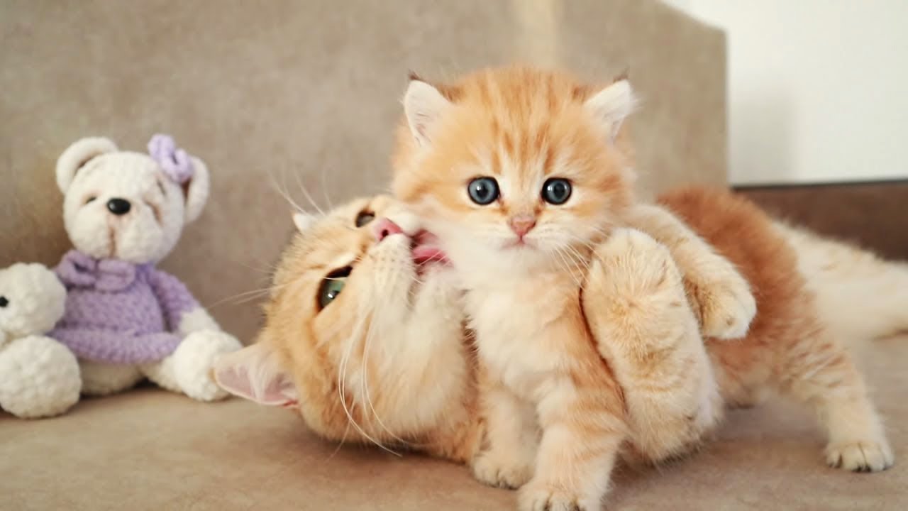 Mom Cat playing and talking to her Cute Meowing baby Kittens - YouTube