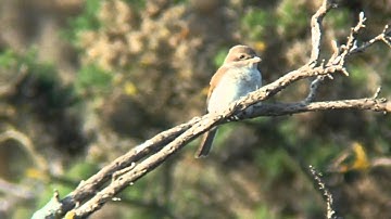 RED-BACKED SHRIKE juvenile 16-8-2010 Dungeness Bird Observatory, Kent