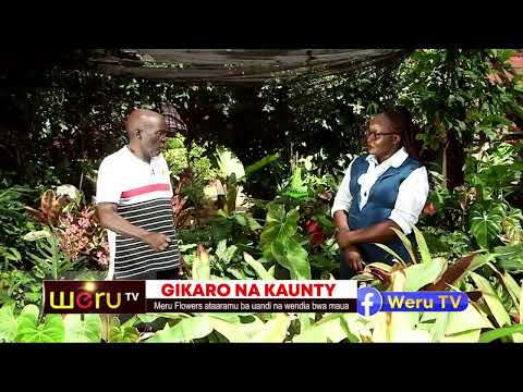 GIKARO NA KAUNTY 24TH NOVEMBER 2025