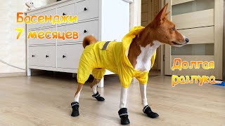 :   7       | Basenji 7 months old