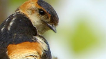 Red - rumped swallow - Roodstuitzwaluw  -  Close - up
