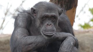 Monte and Kike have lived together forever　Ishikawa Zoo　Chimpanzees　202404