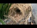 100th video milestone of the Finch Aviary