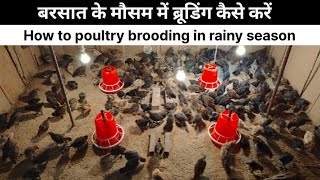 Day-18, बरसात के मौसम में ब्रूडिंग कैसे करें ।। How to poultry brooding in rainy season