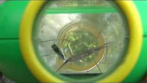 Building Wetlands with Tom Biebighauser.wmv