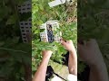 ブルーベリー狩り／有機JASブルーベリー（organic blueberry）の収穫／ばあちゃんの料理教室 #shorts