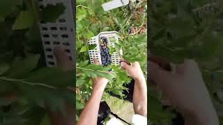 ブルーベリー狩り／有機JASブルーベリー（organic blueberry）の収穫／ばあちゃんの料理教室 #shorts