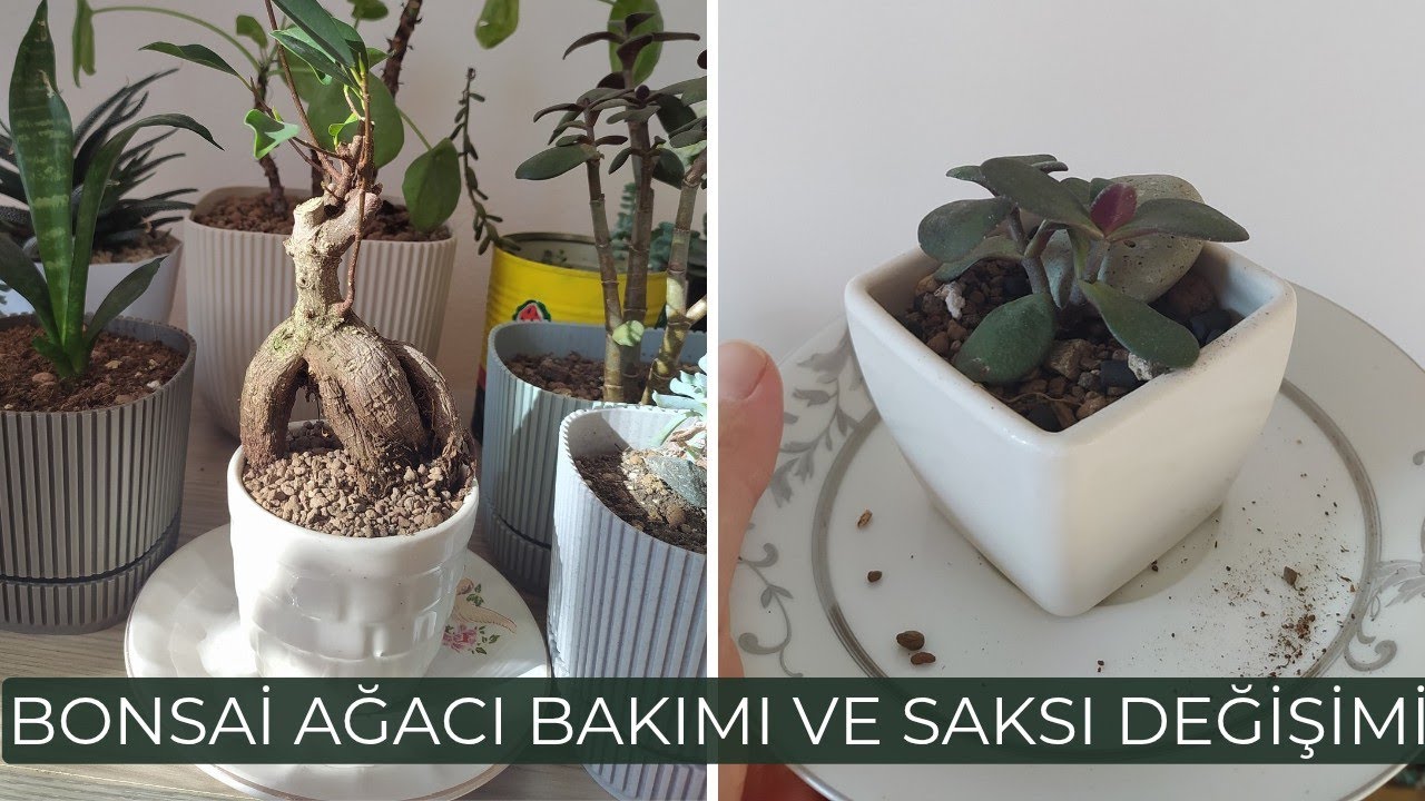 Bonsai Aac Bakm, Saks ve Toprak Deiimi, Minik Bonsai Aac Yapmak