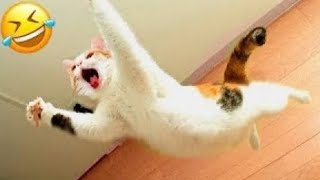 Самые смешные животные*the funniest animals🤣//Animals_nature#viral#video#youtube#tiktok#cat#animals