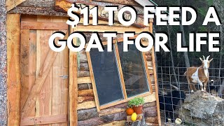 How To Feed Goats Without The Feed Store (Forage, Growing Hay and Grains)