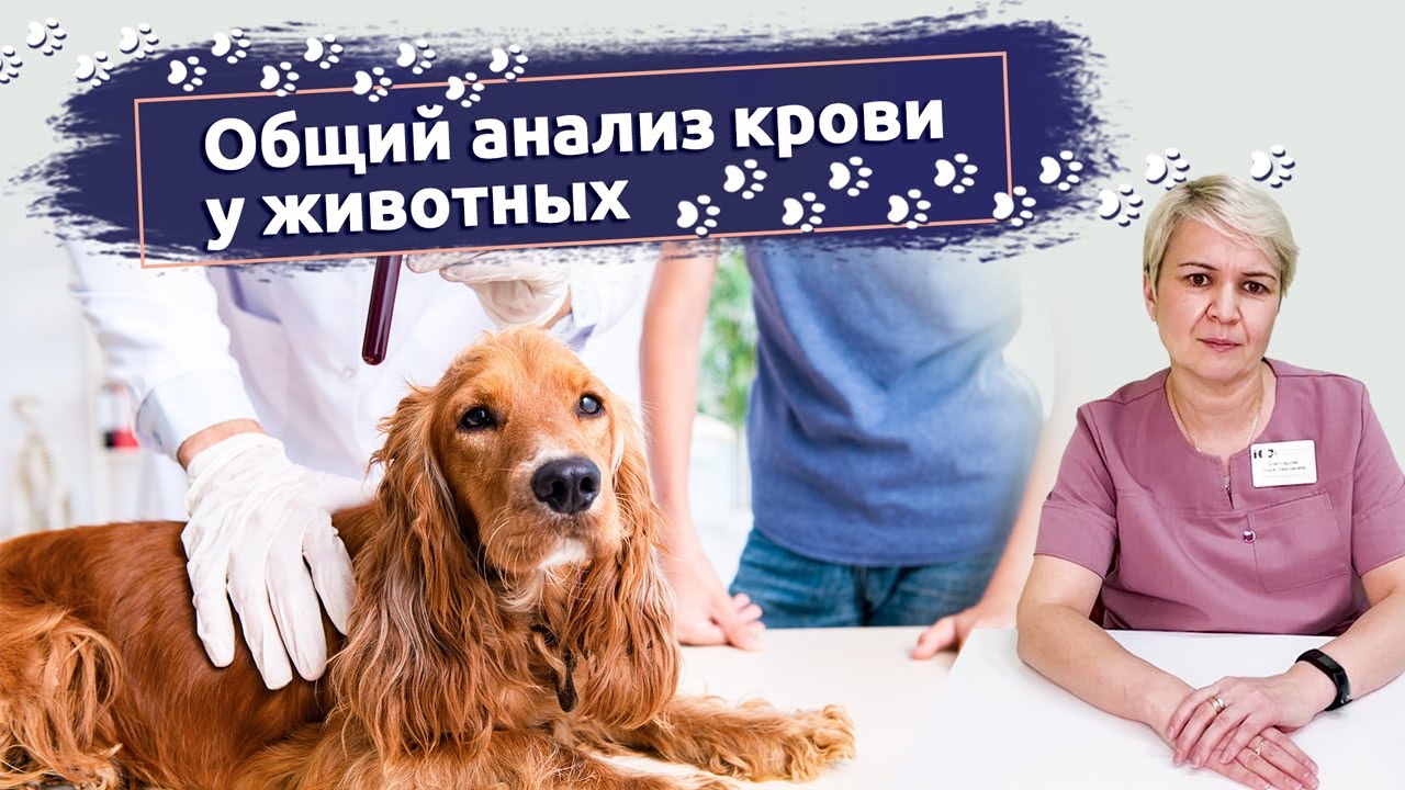 Общий анализ крови у животных: Зачем его берут и что он означает? Ветклиника "В добрые руки"