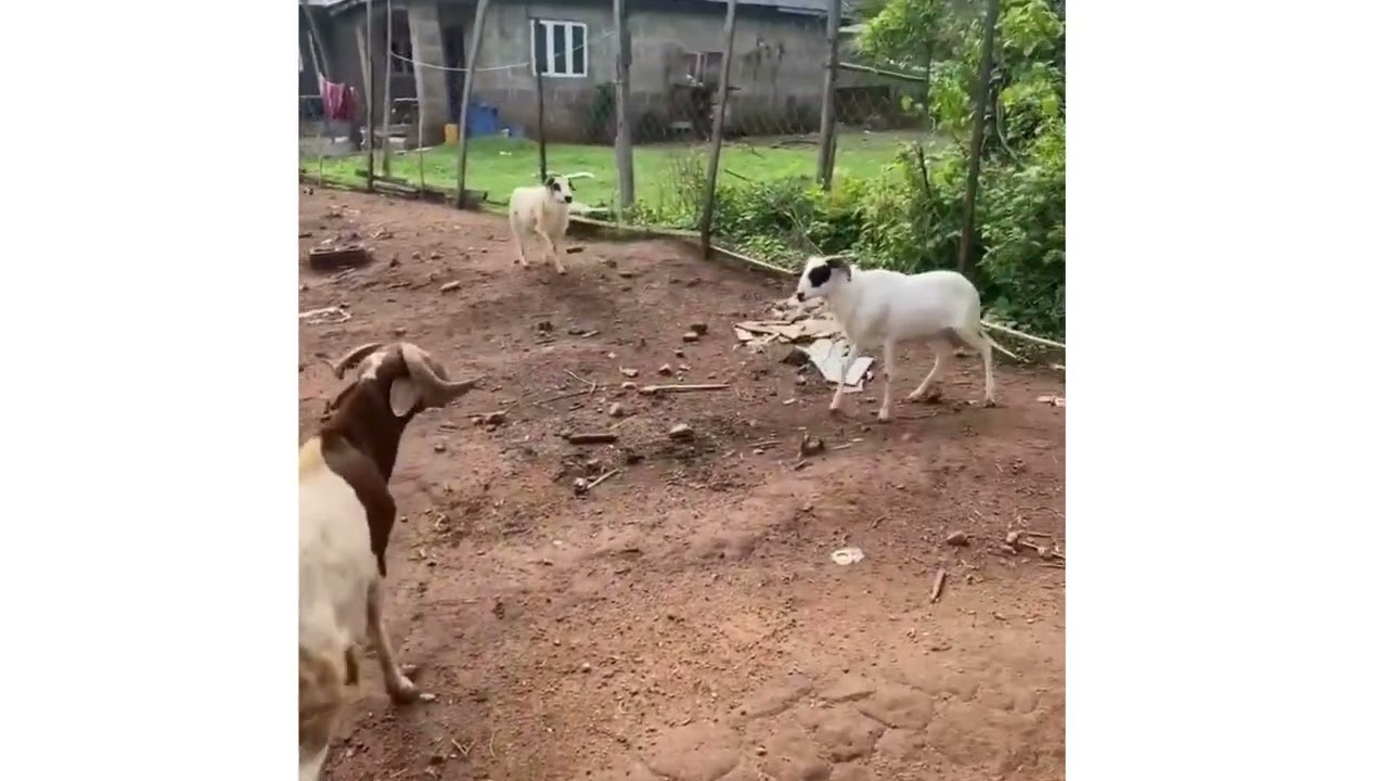 Savage Goat Gets Bullied by the Herd  Animal Barnyard Drama 