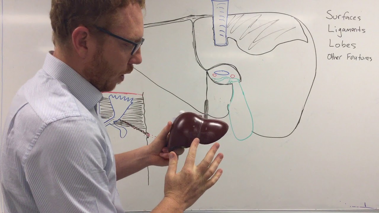 Liver gross anatomy - YouTube