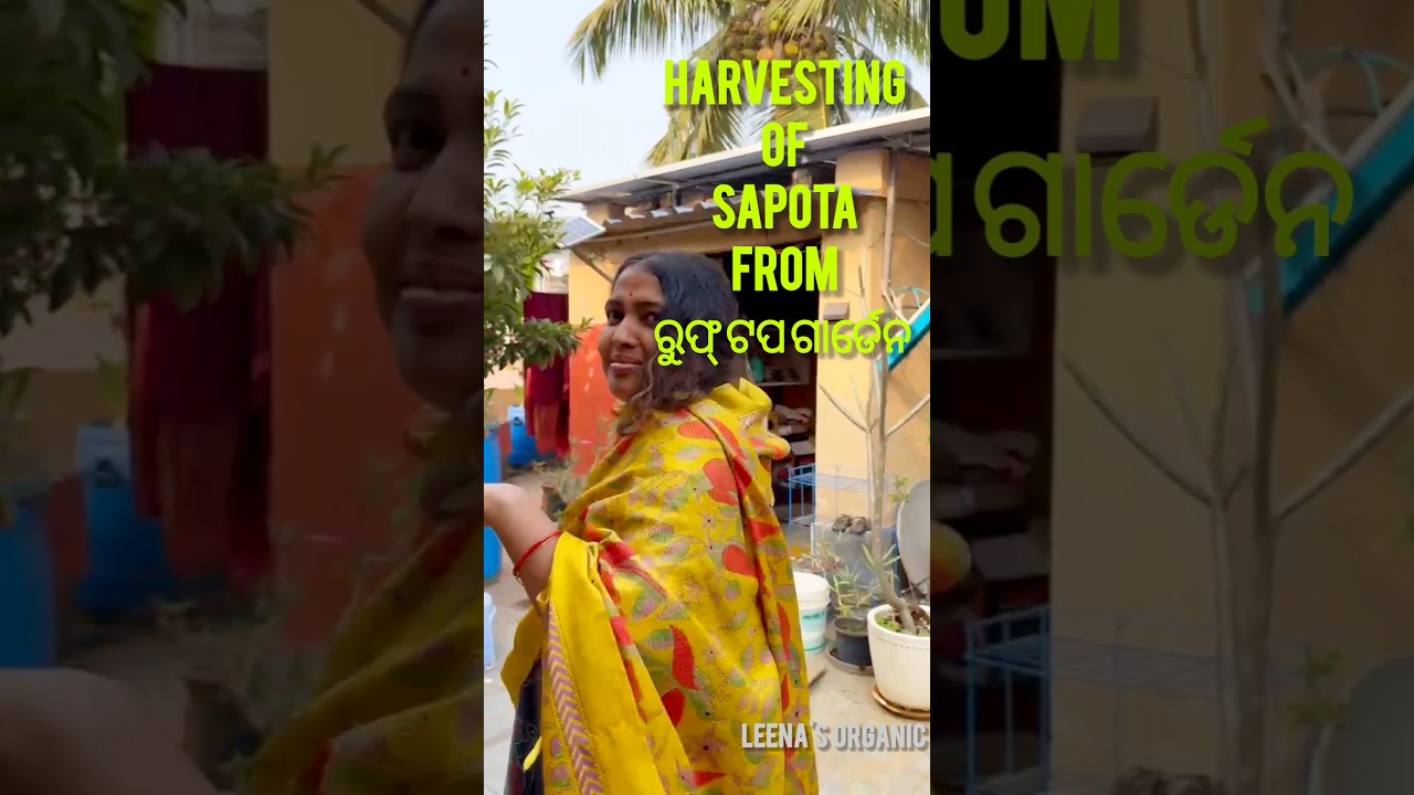 #fruit #gardening #leena #sapotafruit #terracegarden #greenrooftop #2025shorts #december 29