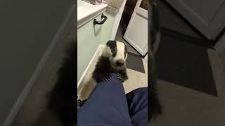 Biscuit the Badger and Friends