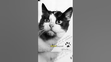 The First Cat In Space