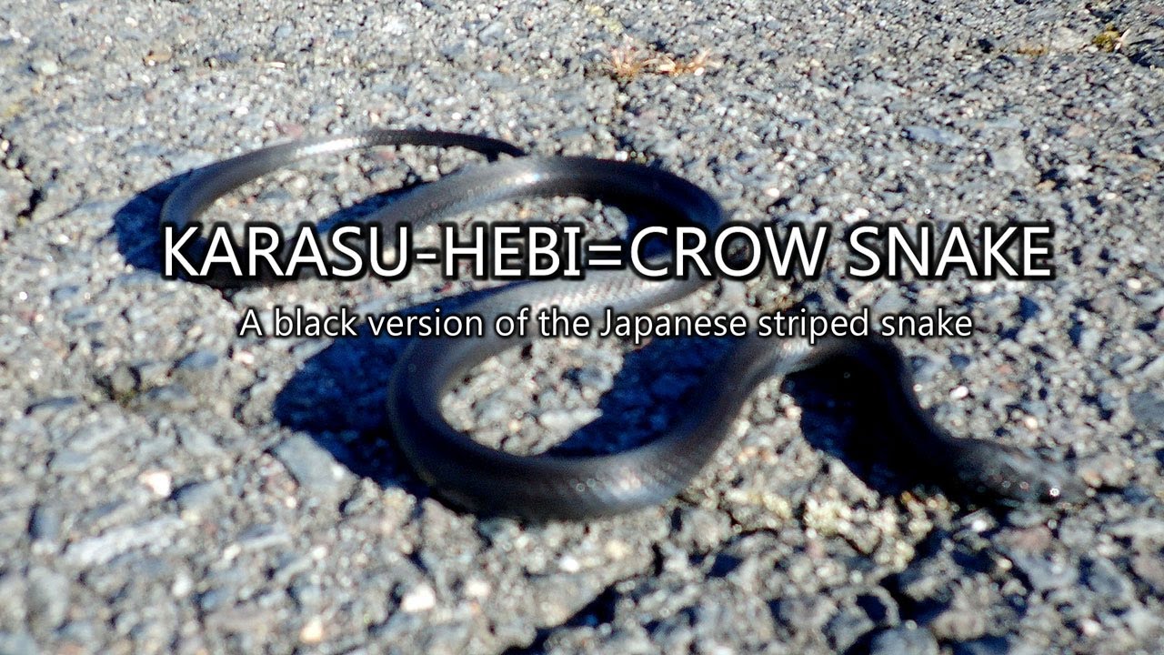 Snake Karasu Hebi Crow Snake Japanese Striped Snake カラスヘビ シマヘビ Youtube Snake Karasu Hebi Crow Snake Japanese Striped Snake カラスヘビ シマヘビ Youtube