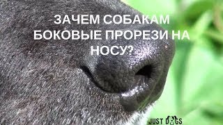 Зачем собакам боковые прорези на носу | Актуально Зачем собакам боковые прорези на носу | Актуально