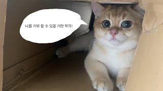 거부할 수 없는 매력을 가진 고양이 깨빵이