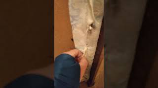 Видео Из Жизни Клопов Постельных. Где Прячутся Клопы Постельные.