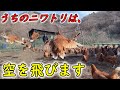 実はニワトリって、まあまあ飛べる生き物なんです【若鳥の放牧】