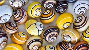 Amazing Patterns in Nature