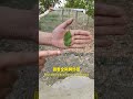 Roll back invisible diamonds screens to ventilate against mosquitoes!