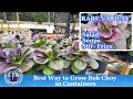 Best Way to Grow Bok Choy in Containers