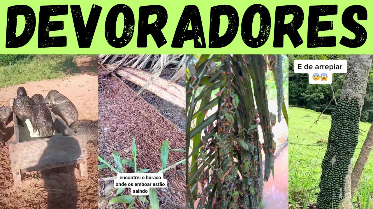 PRAGAS da ROÇA: eles vão comer tudo o que você tem!