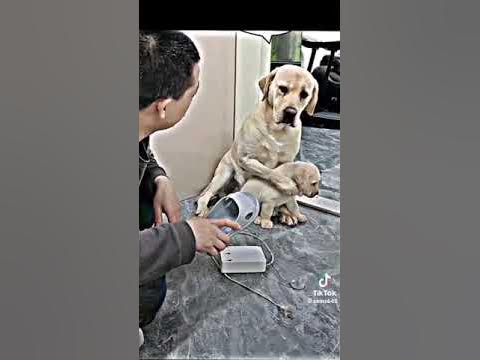 большой пёс защищает маленького пёсика - YouTube