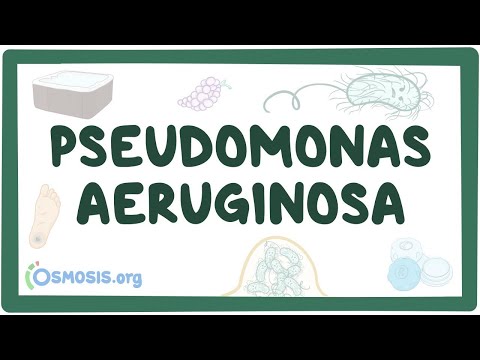 Video: Učinki Natrijevega Houttuyfonata Na Transkript Pseudomonas Aeruginosa