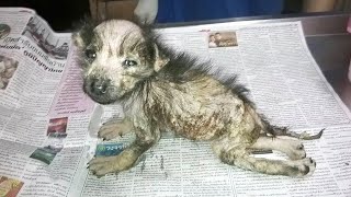 From Poor Puppy with Horrific Mange to the Queen  Amazing Transformation!